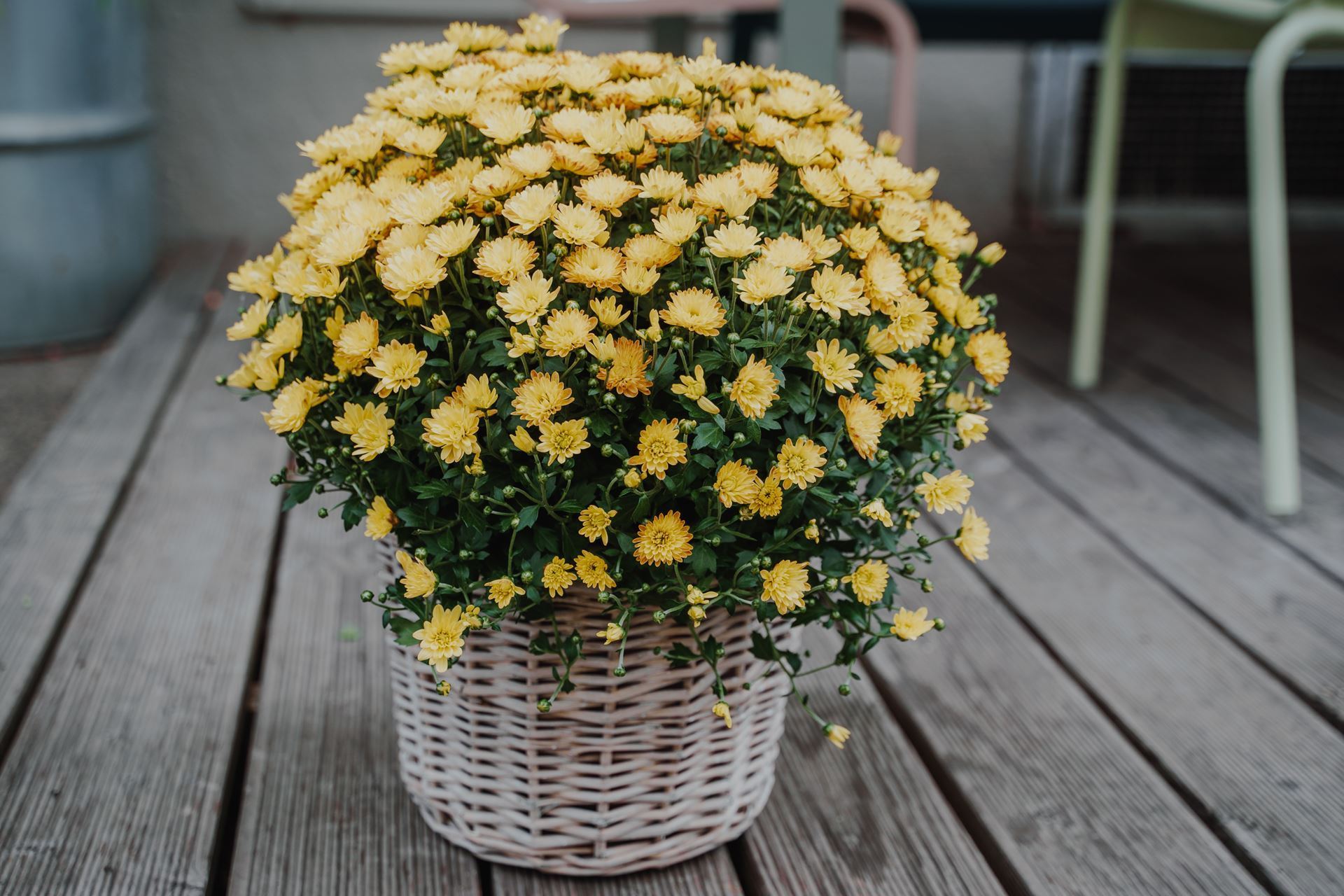 FleuropHOME. Chrysantheme Gelb im Korb Ø ca.32 cm H ca.40 cm