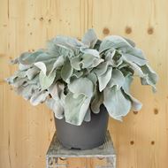 Senecio candicans im 35 cm-Topf, silber