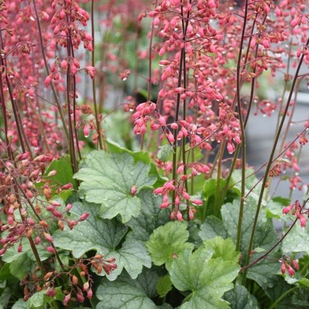 Heuchera x brizoides Mint Marquess im 21 cm-Topf