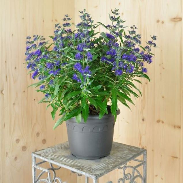 Caryopteris x clandonensis blau im 21 cm-Topf