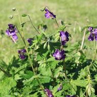 Geranium phaeum Klepper im 21 cm-Topf