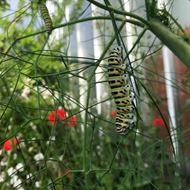 Image sur Fenouil - Foeniculum vulgare