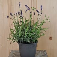 Bild von Lavendel - Lavandula angustifolia