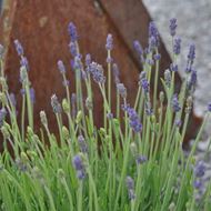 Image sur Lavande - Lavandula angustifolia