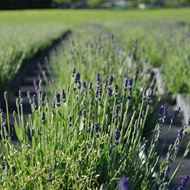 Image sur Lavande - Lavandula angustifolia