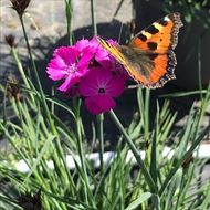 Image sur Œillet chartreux - Dianthus carthusianorium