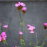 Bild von Karthäuser-Nelke - Dianthus carthusianorium