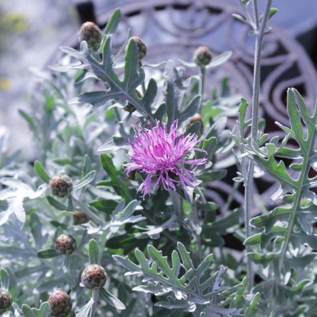 Image de centaurée - Centaurea dealbata