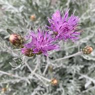 Image sur centaurée - Centaurea dealbata