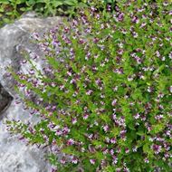 Image sur Fleur carquois - Cuphea ramosissima