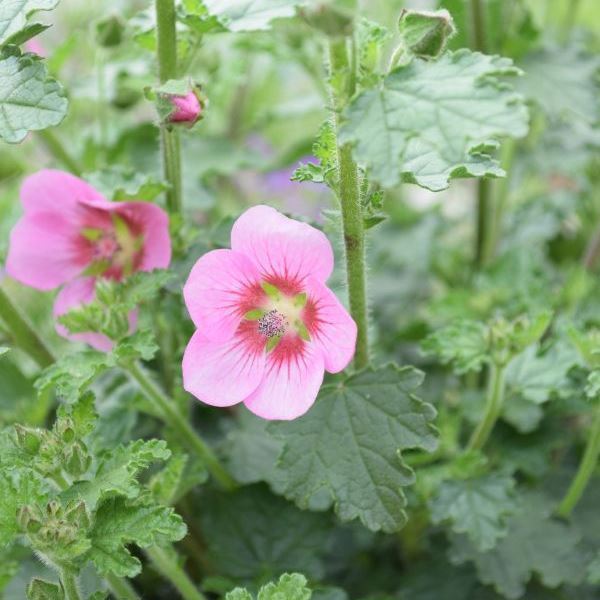 Bild von Kapmalve - Anisodontea capensis