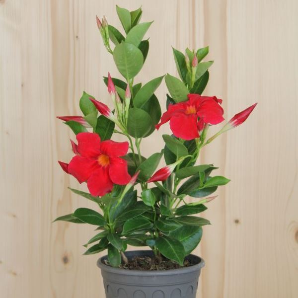 Bild von Trichterblüte - Mandevilla