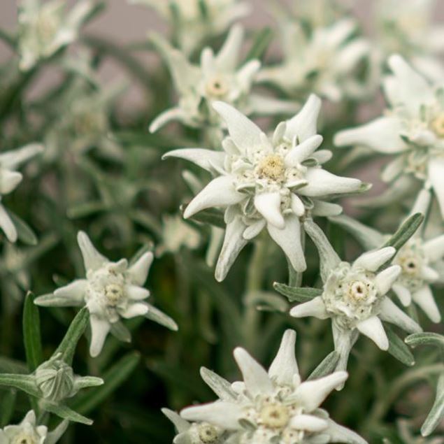 Image de Edelweiss - Leontopodium alpinum