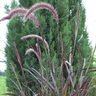 Bild von Federborstengras - Pennisetum setaceum