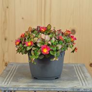 Bild von Portulak - Portulaca oleracea