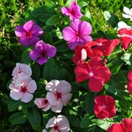 Image sur Pervenche de Madagascar - Vinca rosea