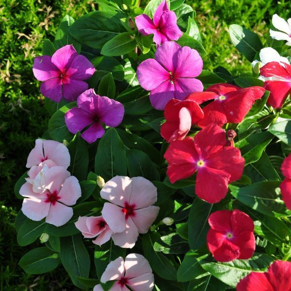 Image sur Pervenche de Madagascar - Vinca rosea