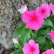 Image sur Pervenche de Madagascar - Vinca rosea