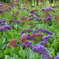 Image sur lavande de mer - Limonium perezii