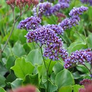 Bild von Strandflieder - Limonium perezii