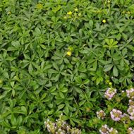 Image sur Potentille de printemps - Potentilla verna