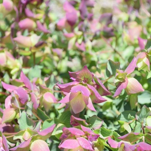 Image de Roussette de jardin à feuilles rondes - Origanum rotundifolium