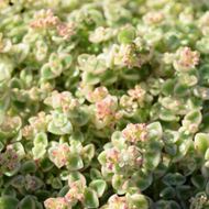 Image sur Sedum Rembourré - Sedum pellucida