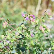 Image sur Roussette de jardin à feuilles rondes - Origanum rotundifolium