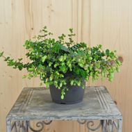 Image sur Roussette de jardin à feuilles rondes - Origanum rotundifolium