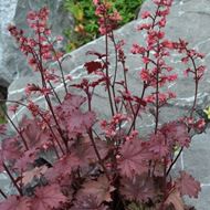 Image sur Cloches pourpres - Heuchera x brizoides