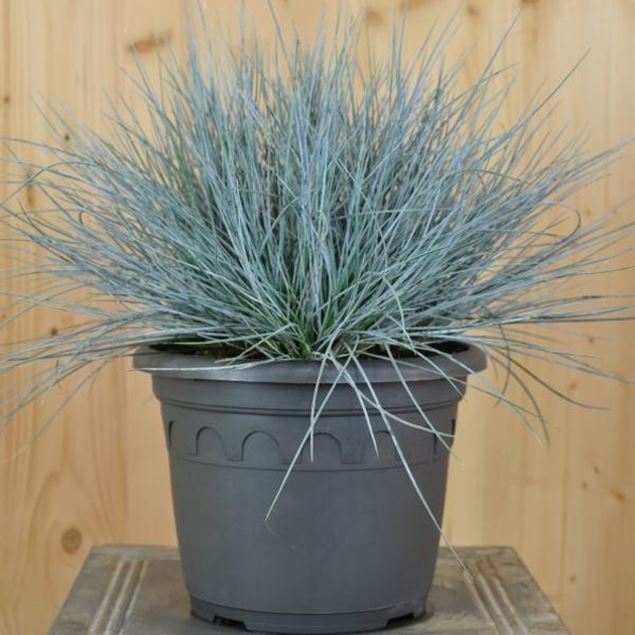 Image de Fétuque bleue du jardin - Festuca cinerea