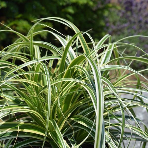 Image sur Chutes de plumes de carex - Carex-Hybride