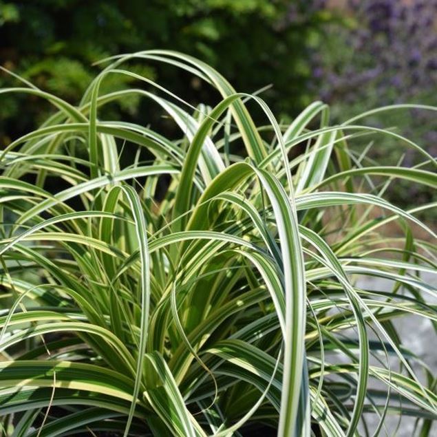 Image de Chutes de plumes de carex - Carex-Hybride