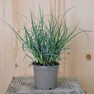 Hirsen-Segge - Carex panicea