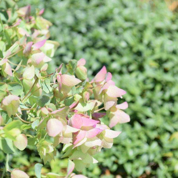 Bild von Rundblättriger Garten-Dost - Origanum rotundifolium