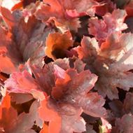 Image sur Cloches pourpres - Heuchera x brizoides