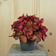 Bild von Purpurglöckchen - Heuchera x brizoides