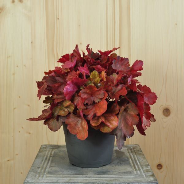 Bild von Purpurglöckchen - Heuchera x brizoides