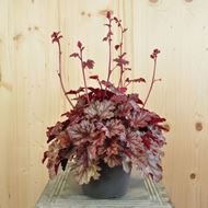 Bild von Purpurglöckchen - Heuchera x brizoides