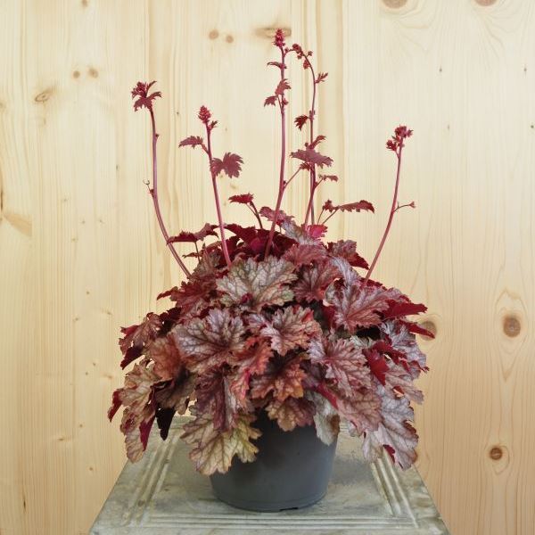 Image sur Cloches pourpres - Heuchera x brizoides