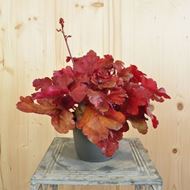 Image sur Cloches pourpres - Heuchera x brizoides