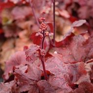 Image sur Cloches pourpres - Heuchera x brizoides