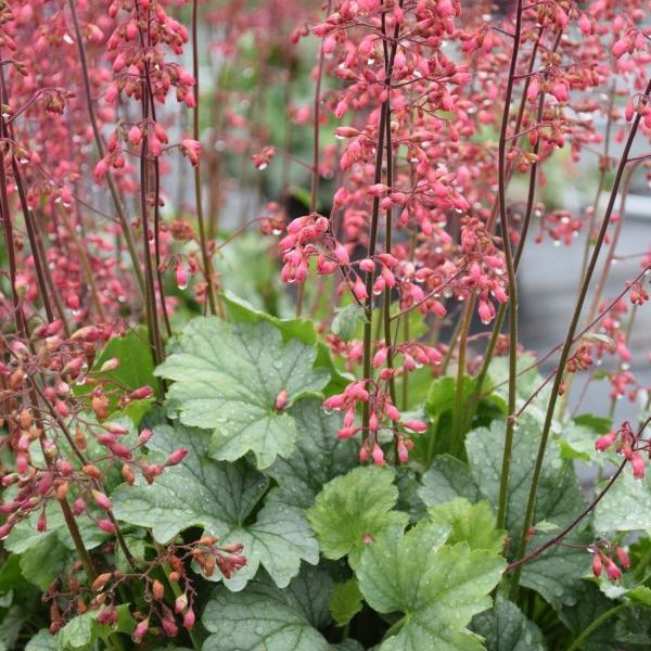 Image sur Cloches pourpres - Heuchera x brizoides