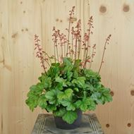 Image sur Cloches pourpres - Heuchera x brizoides