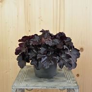 Image sur Cloches pourpres - Heuchera x brizoides