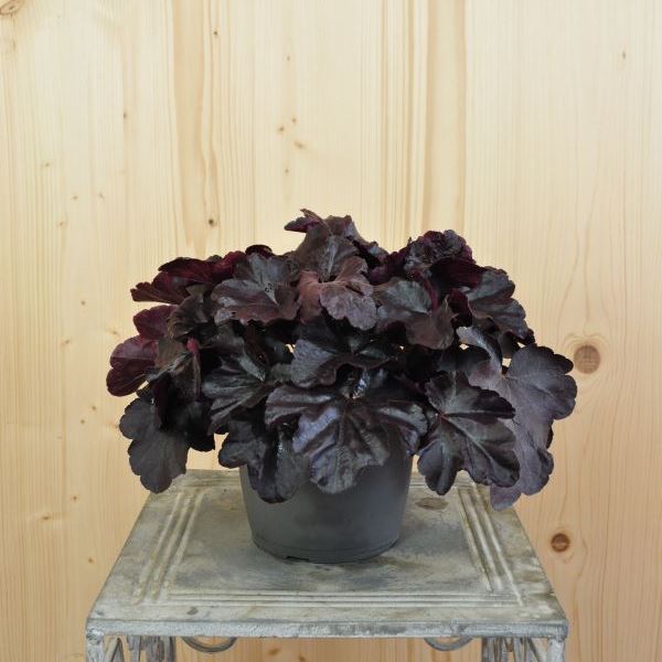 Image sur Cloches pourpres - Heuchera x brizoides