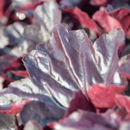 Image sur Cloches pourpres - Heuchera x brizoides