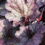 Bild von Purpurglöckchen - Heuchera x brizoides