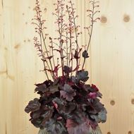 Image sur Cloches pourpres - Heuchera x brizoides