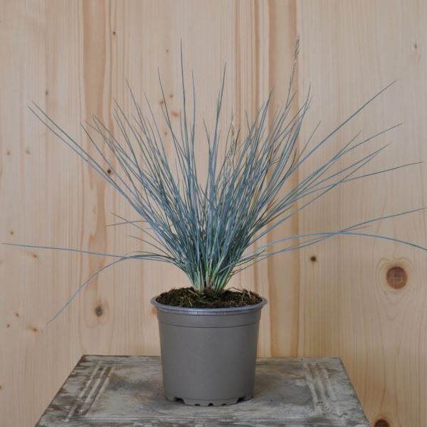 Image sur Fétuque bleue - Festuca glauca